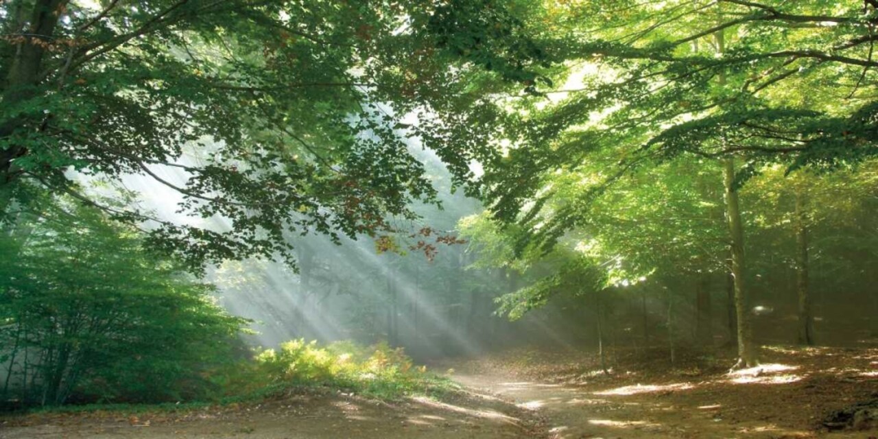 Morning Break Poster Print by Toni Vila - Item # VARPDXPOD5899